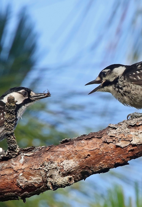 Red-cockaded Woodpecker (Picoides borealis) | U.S. Fish & Wildlife Service